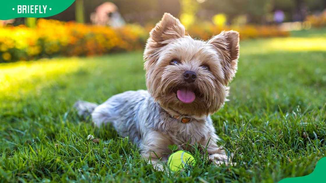 Yorkshire Terrier dog breed Yorkshire Terrier dog breed