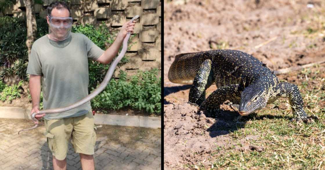 Nile monitor lizard, reptile, Nick Evans, snake wrangler, lizard, dangerous creature, rescue, Durban Nile monitor lizard, reptile, Nick Evans, snake wrangler, lizard, dangerous creature, rescue, Durban