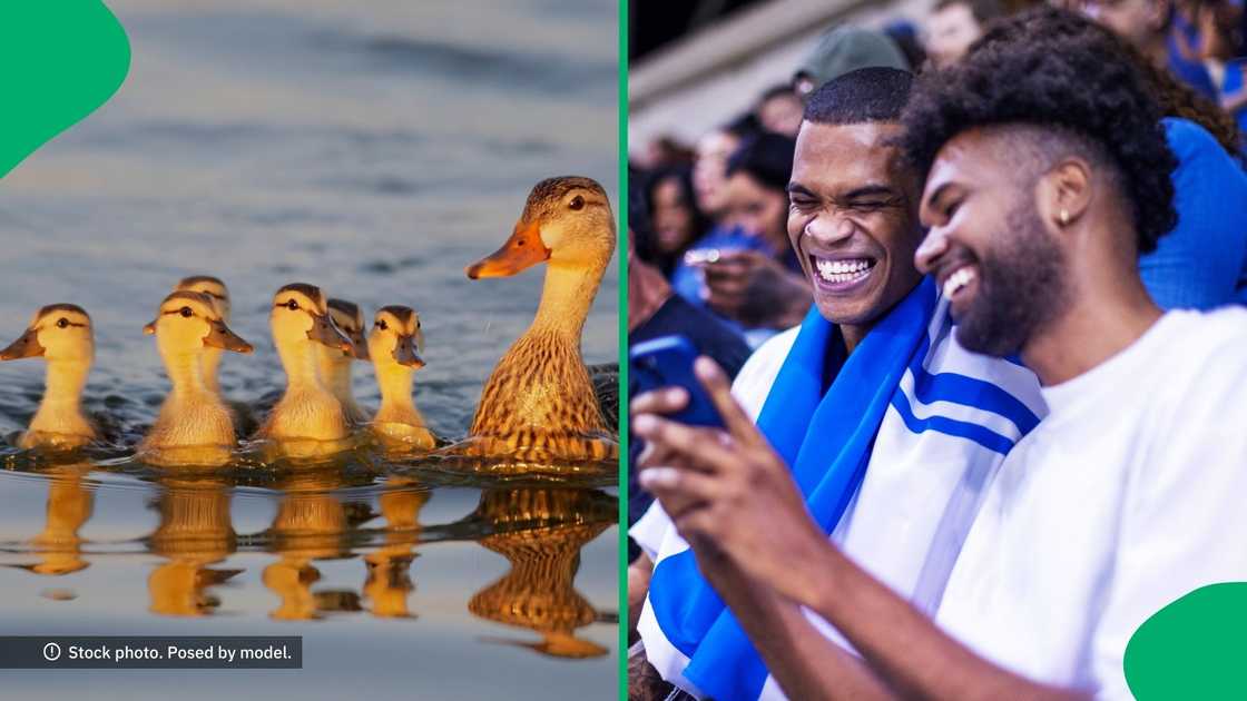 A woman hilariously saved ducks in Cape Town, leaving the internet in laughter. A woman hilariously saved ducks in Cape Town, leaving the internet in laughter.