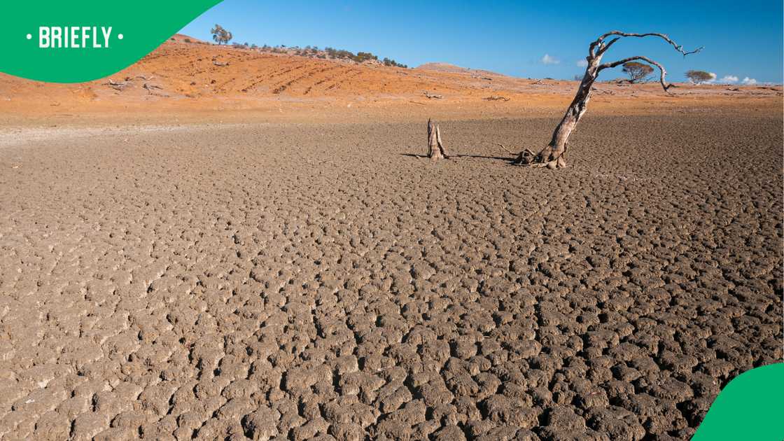 El Niño could bring scorching heat and dry conditions to South Africa