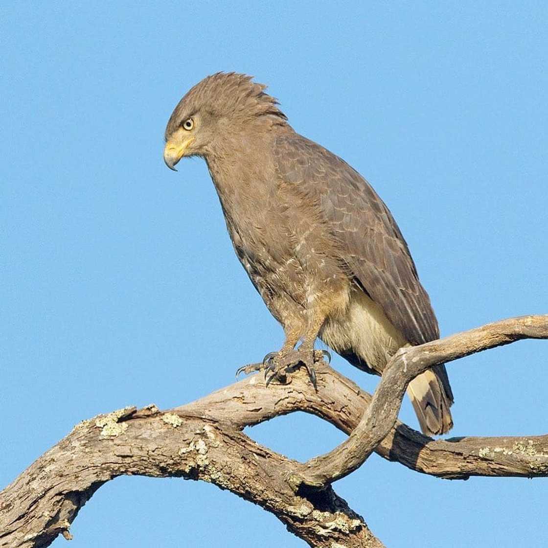 Top 20 extinct and endangered animals in South Africa with images Top 20 extinct and endangered animals in South Africa with images