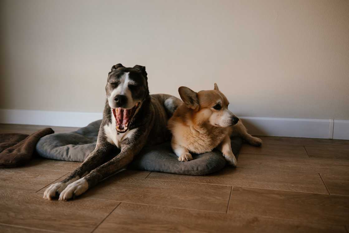 Two dogs, a greyhound and a corgi, comfortably rest on a bed. The greyhound is seen yawning, displaying a relaxed and calm scene on a wooden floor, highlighting companionship
