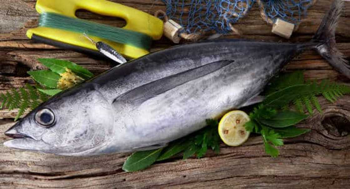 Why is the bluefin tuna so expensive? Why is the bluefin tuna so expensive?