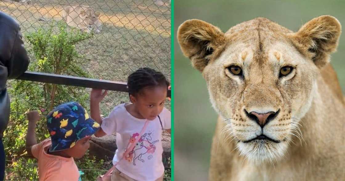 Lion charges at children at zoo