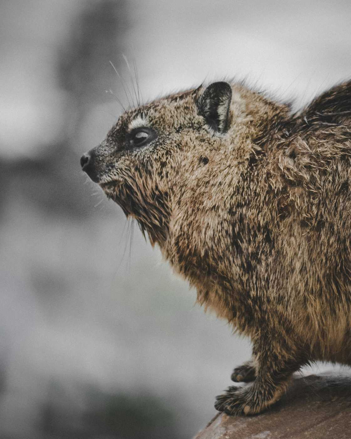 Dassies are common in South Africa