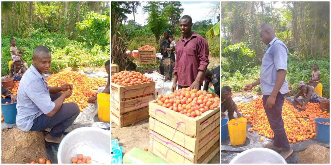 Mixed reactions as man shows off the bountiful tomatoes harvest recorded on his farm Mixed reactions as man shows off the bountiful tomatoes harvest recorded on his farm