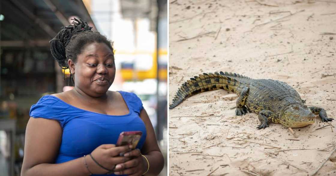 A crocodile was stolen in the North West, leading to the arrest of three men