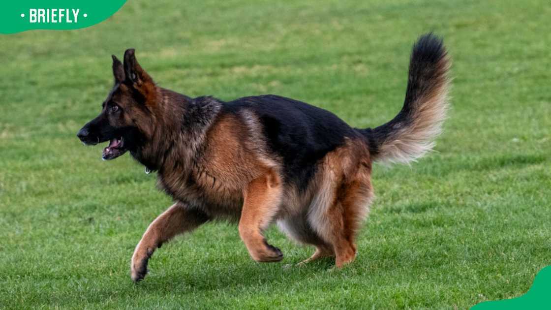 A German Shepherd dog running on the training ground