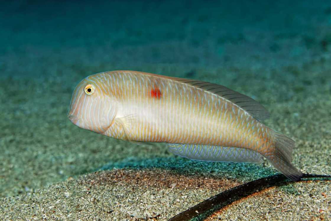 animals with x animals with x