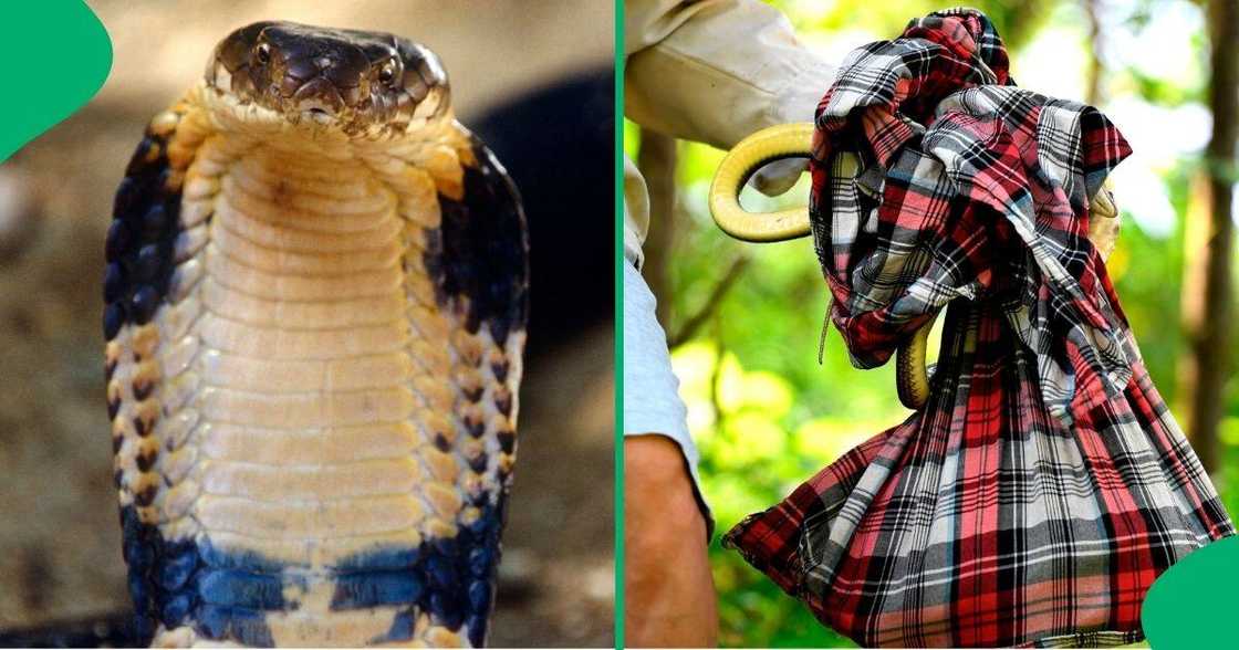 Daring snake rescuer catches deadly king cobra in toilet Daring snake rescuer catches deadly king cobra in toilet