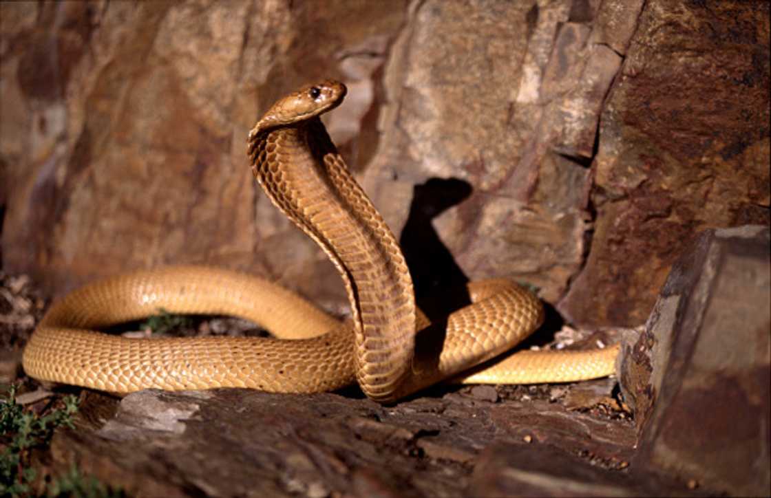 South Africa was shocked when a man found a Cape Cobra coiled inside his work boot. South Africa was shocked when a man found a Cape Cobra coiled inside his work boot.
