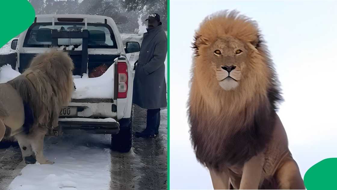 A TikTok video of a man and standing next to a lion had the online community worried about his safety A TikTok video of a man and standing next to a lion had the online community worried about his safety