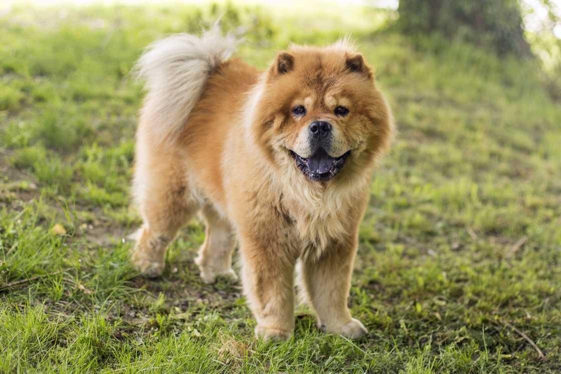 Chow Chow dog outdoors