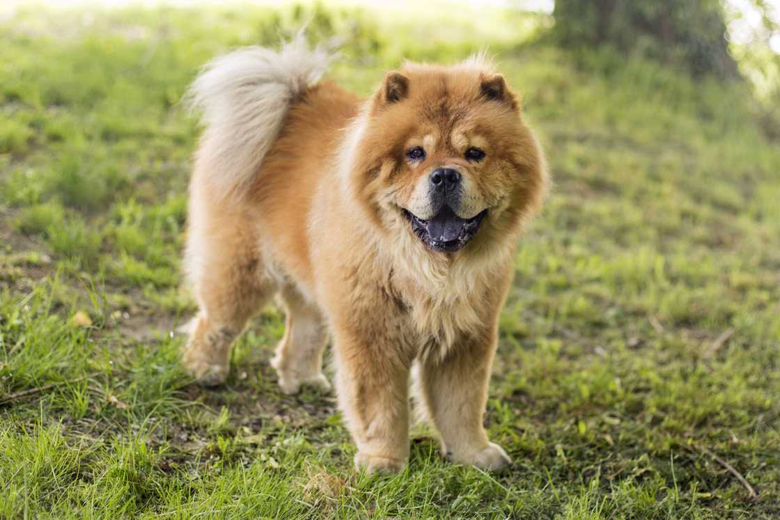 Chow Chow dog outdoors Chow Chow dog outdoors
