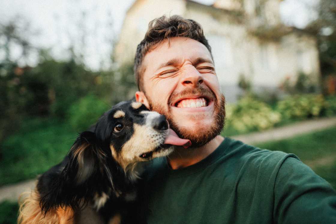 A stock photo of dog licking a man A stock photo of dog licking a man