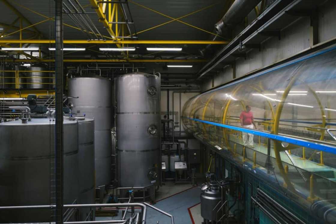 Mustard makers have offered to pay more for Burgundy mustard seeds to encourage local production Mustard makers have offered to pay more for Burgundy mustard seeds to encourage local production