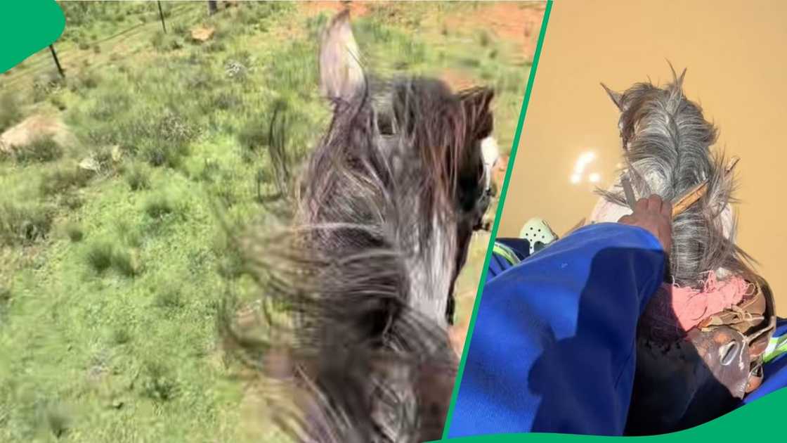 Man shares day herding cattle on horseback