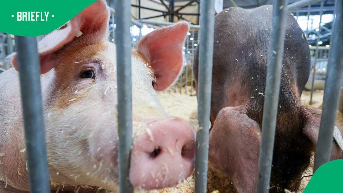 An Instagram video shows a US woman reacting in shock after spotting pork trotters An Instagram video shows a US woman reacting in shock after spotting pork trotters
