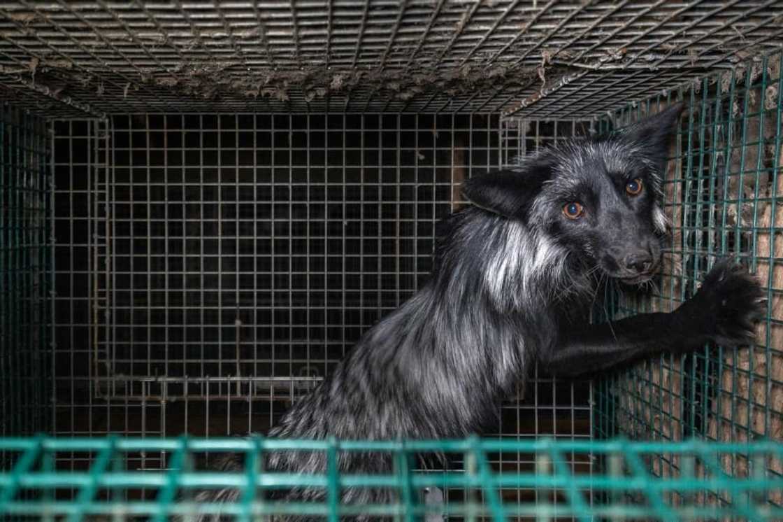 A fox in a cage in July 2022 in Finland, Europe's leading fur farming nation A fox in a cage in July 2022 in Finland, Europe's leading fur farming nation