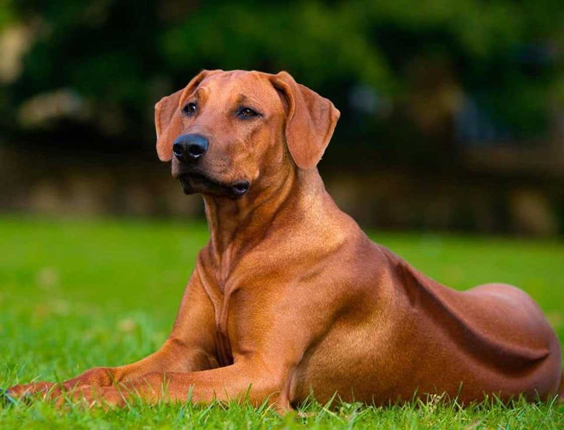 Guard dog breeds Guard dog breeds
