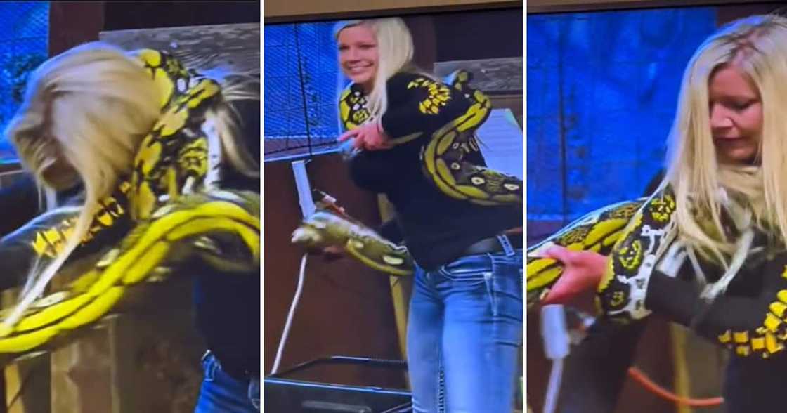 Huge snake wrapped around woman Huge snake wrapped around woman