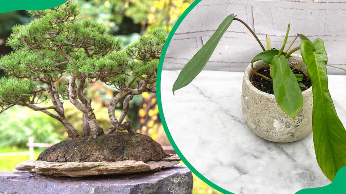 The Bonsai pine on a rock and the Philodendron joepii plant in a clay pot The Bonsai pine on a rock and the Philodendron joepii plant in a clay pot