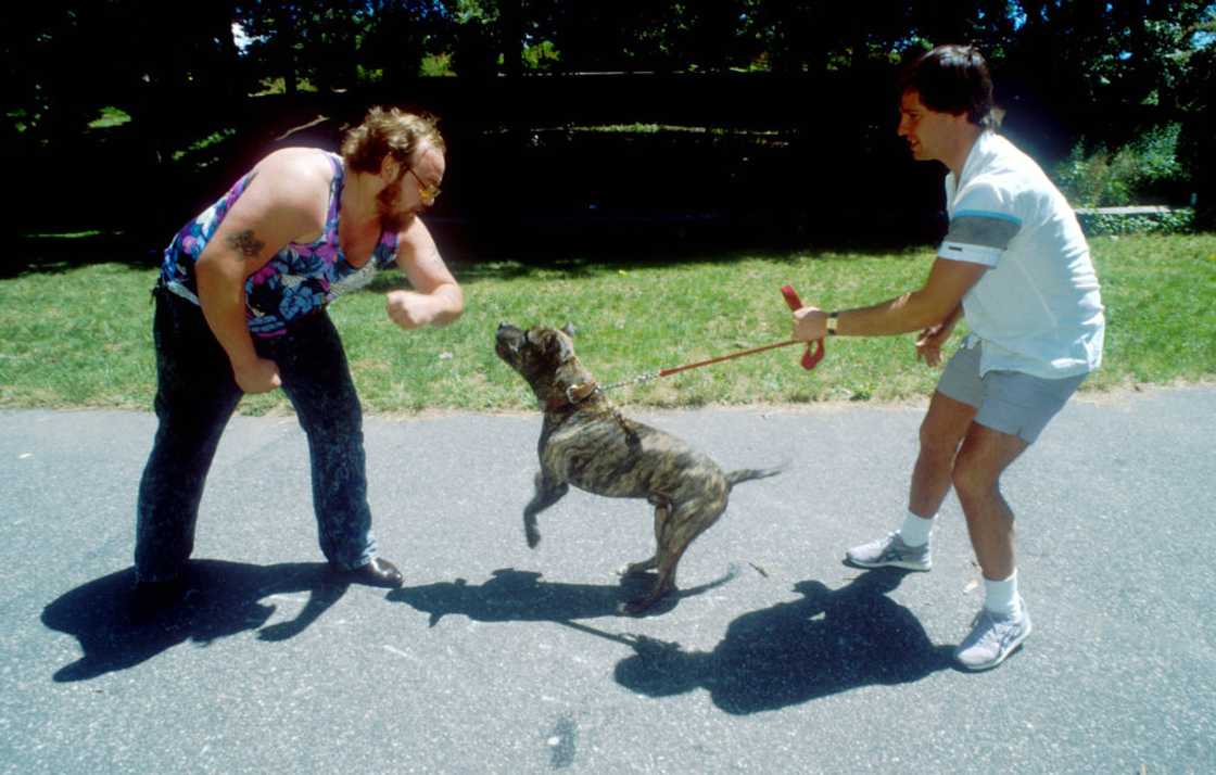 Pit bulls are notorious for human bite incidents Pit bulls are notorious for human bite incidents