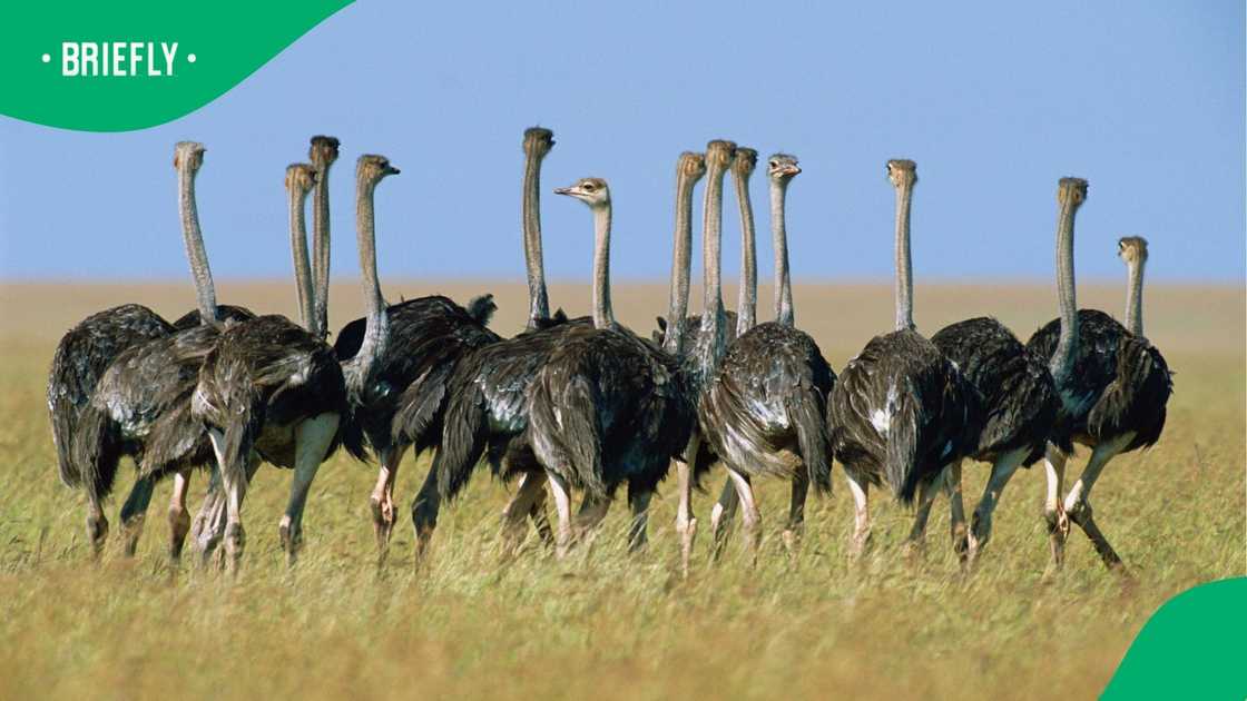 A flock of ostriches at the Masai Mara National Reserve in Kenya. A flock of ostriches at the Masai Mara National Reserve in Kenya.