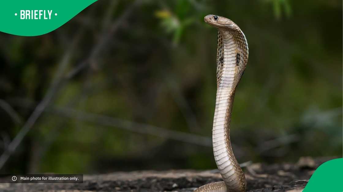 An image of a cobra.