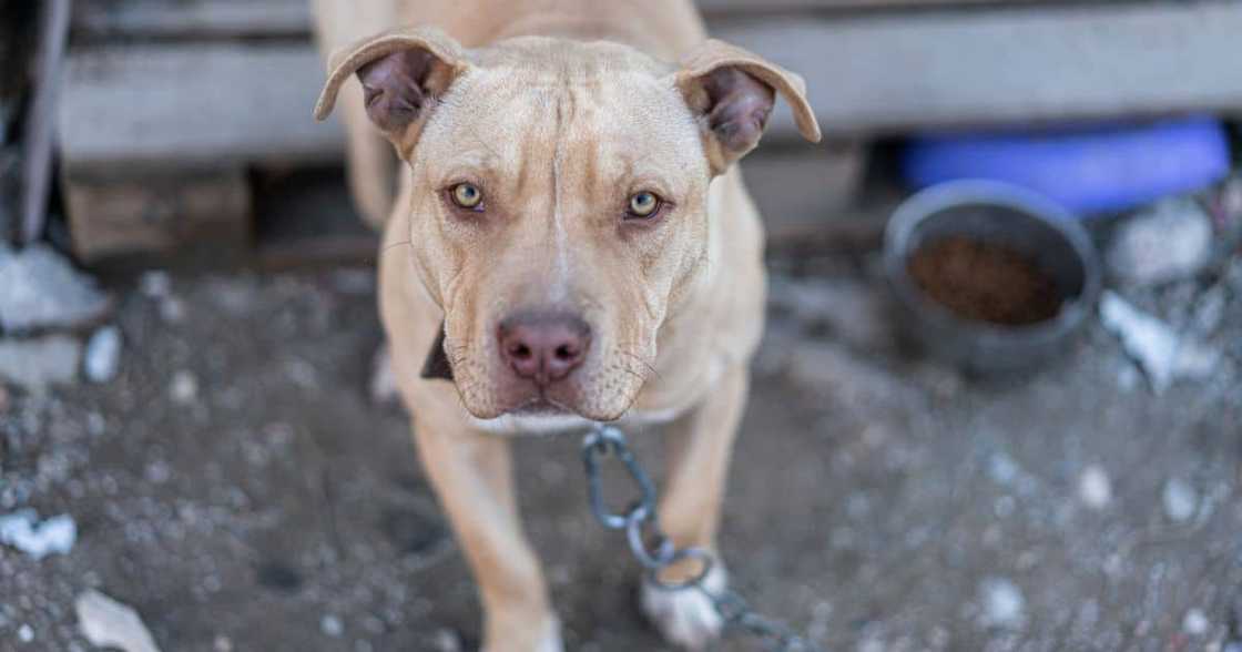 Pit bull Pit bull