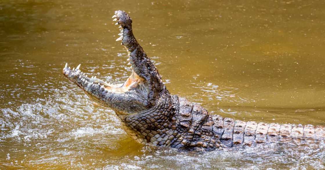 Limpopo woman, killed by crocodile, doing laundry in Nondani Dam, Venda, Thohoyando Limpopo woman, killed by crocodile, doing laundry in Nondani Dam, Venda, Thohoyando