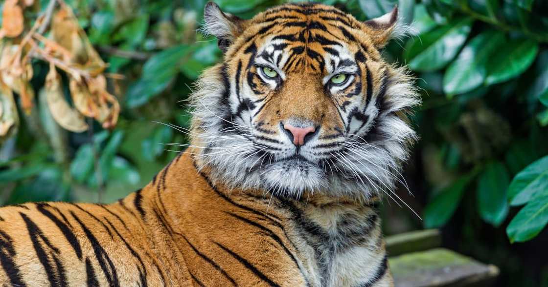 Sheba the tiger euthanised Sheba the tiger euthanised
