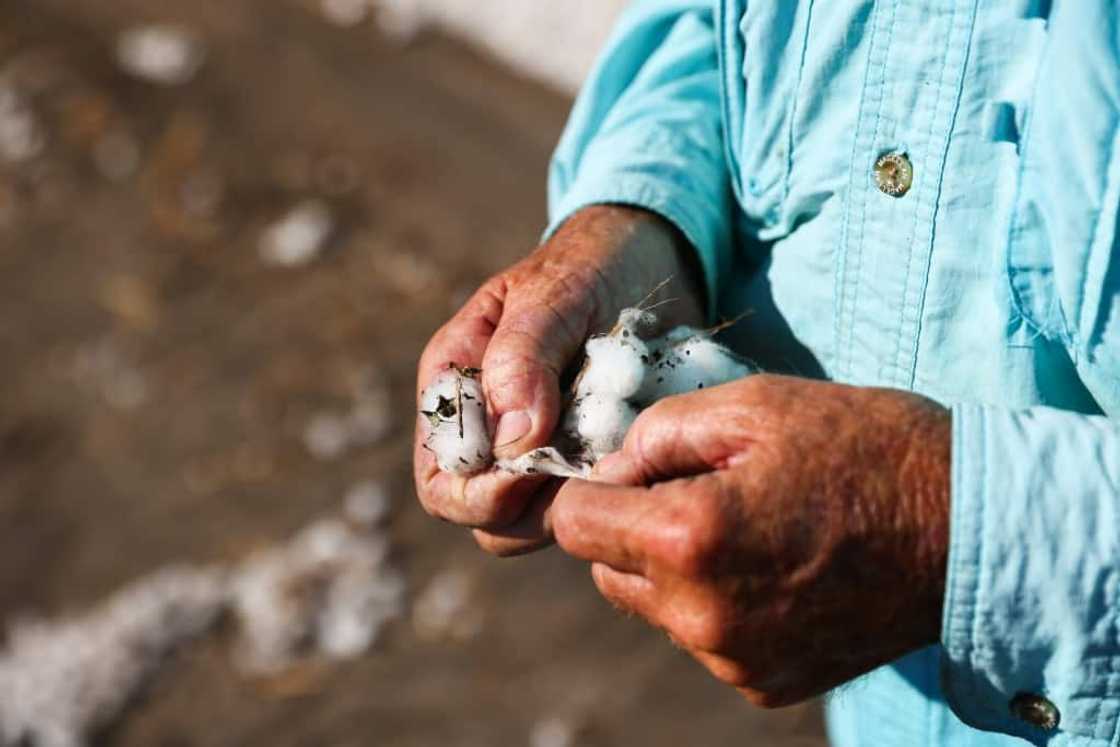 Fourth-generation farmer Steve Patman holds cotton while his staff harvests the crop from a 140 acre field in Ellis County, near Waxahatchie, Texas, on September 19, 2022 Fourth-generation farmer Steve Patman holds cotton while his staff harvests the crop from a 140 acre field in Ellis County, near Waxahatchie, Texas, on September 19, 2022