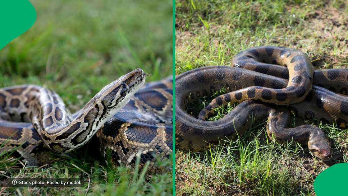 Anacondas and pythons look different