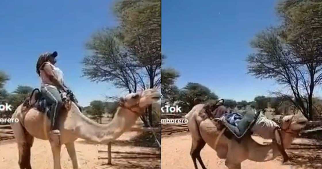 Camel ride in Bostwana ends in mess in TikTok Camel ride in Bostwana ends in mess in TikTok