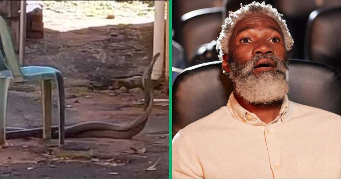 Two big mambas Two big mambas