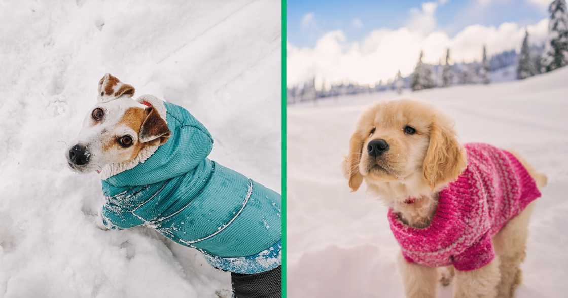 Dogs wearing jackets in the snow. Dogs wearing jackets in the snow.