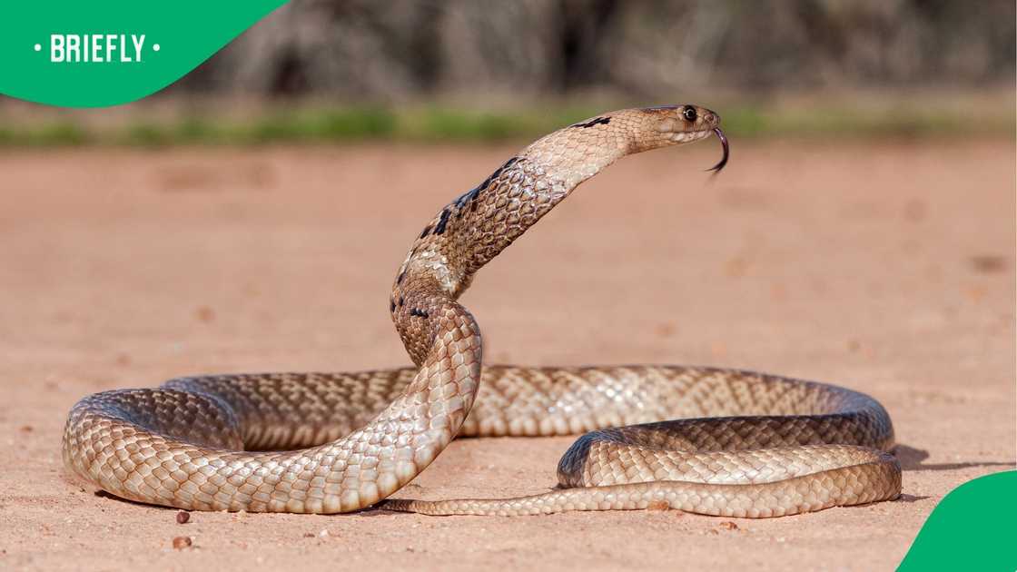 A strap-snouted brown snake in Australia.