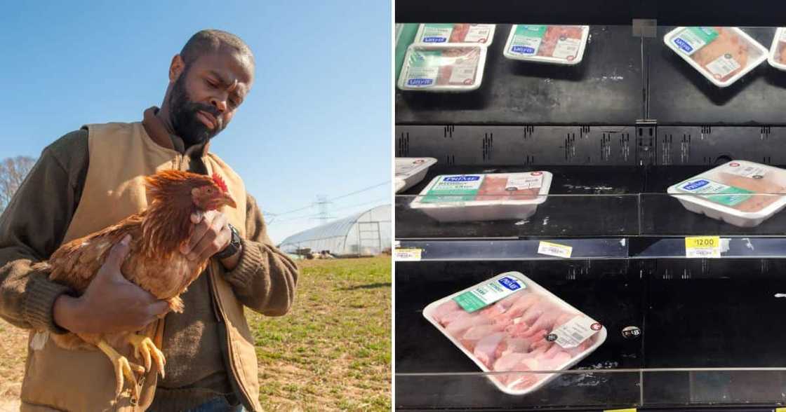 SAPA warns of impending chicken shortage SAPA warns of impending chicken shortage