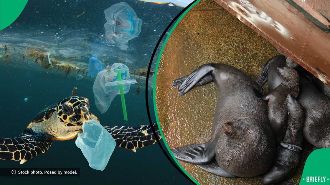 Left: Turtle chewing on plastic in the ocean, right: Fur seals Left: Turtle chewing on plastic in the ocean, right: Fur seals
