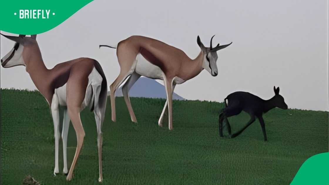 Kingwood Golf Estate named their first black Springbok Kingwood Golf Estate named their first black Springbok