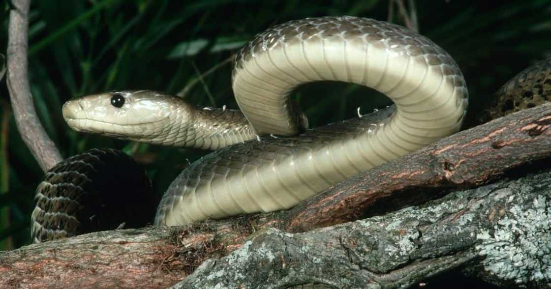 Snake rescuer, black mamba, Durban, KZN, Nick Evans, 1.9m snake, animal harm, sad news, trending posts