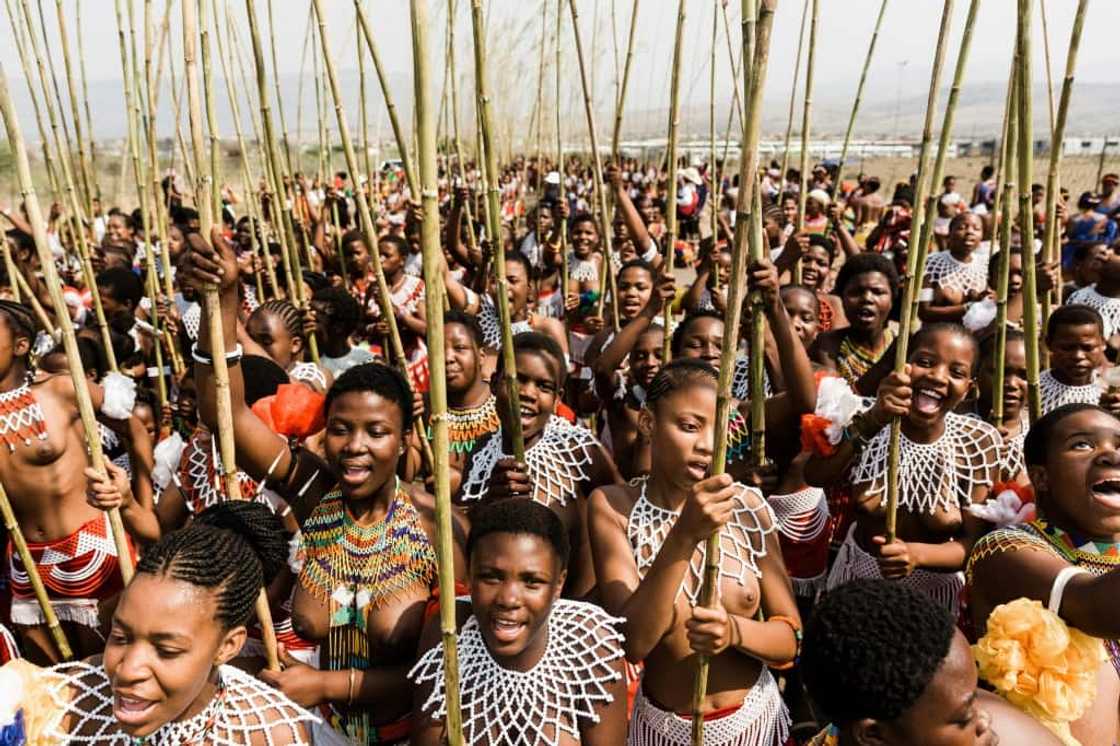 Zulu maidens carrying the long reeds used in the ceremony Zulu maidens carrying the long reeds used in the ceremony