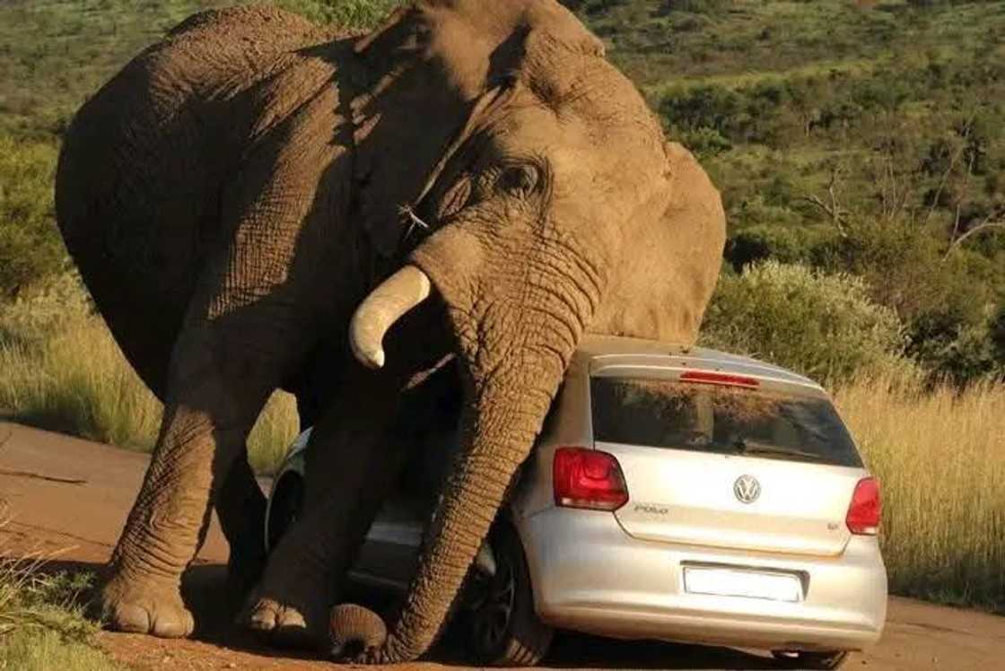 An elephant used a Polo as a scratching pad. An elephant used a Polo as a scratching pad.