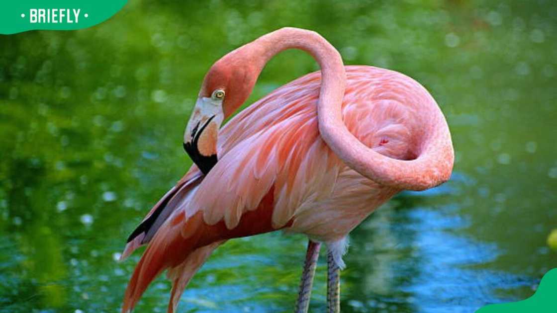Flamingo wading in water Flamingo wading in water