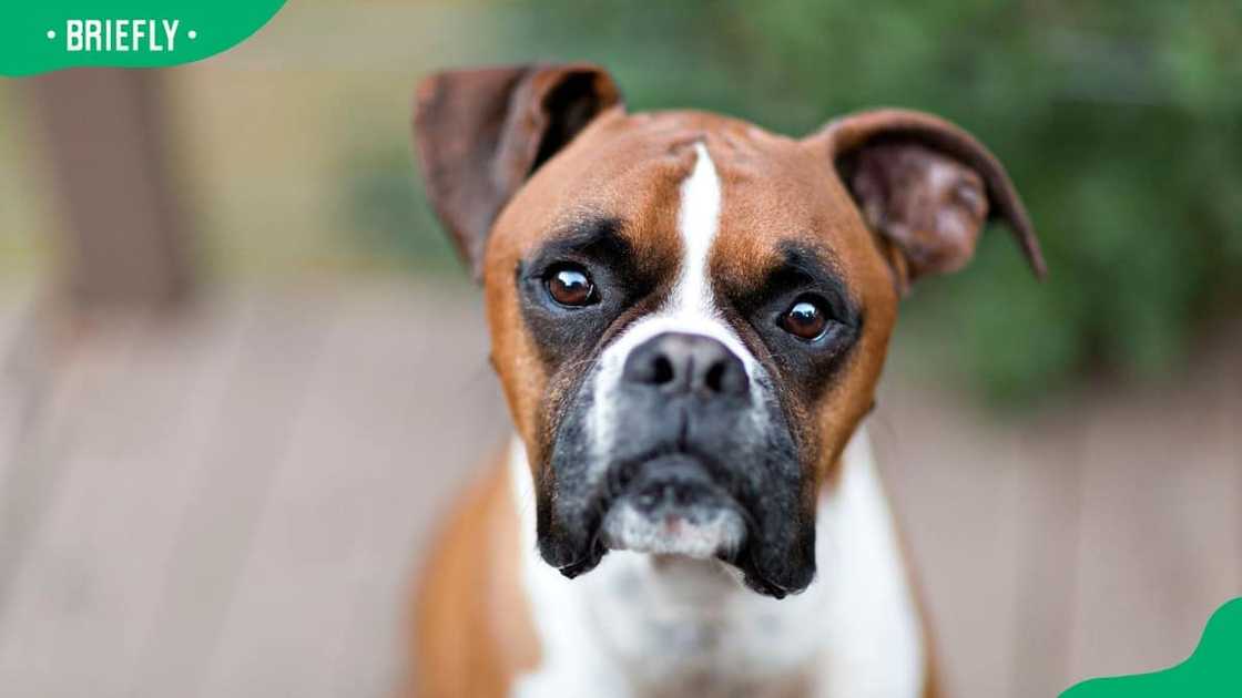 Boxer dog breed Boxer dog breed