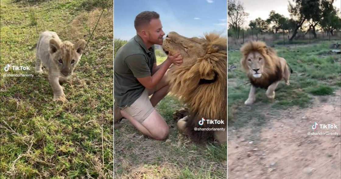 Man raised lion Man raised lion