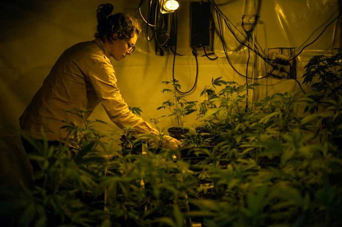 A cannabis grower at a club in Montevideo tends to plants in an indoor greenhouse that uses artificial light A cannabis grower at a club in Montevideo tends to plants in an indoor greenhouse that uses artificial light