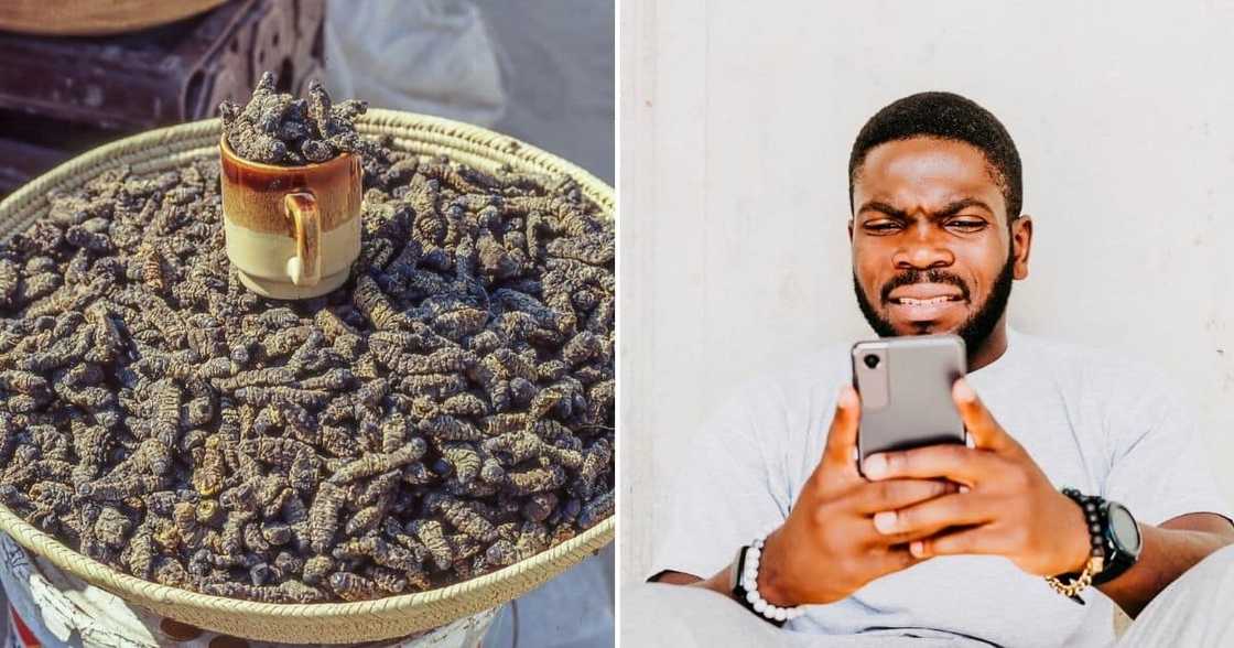 Food, Limpopo, Mzansi, Yellow Pap, Mopane Worm, Dish Food, Limpopo, Mzansi, Yellow Pap, Mopane Worm, Dish