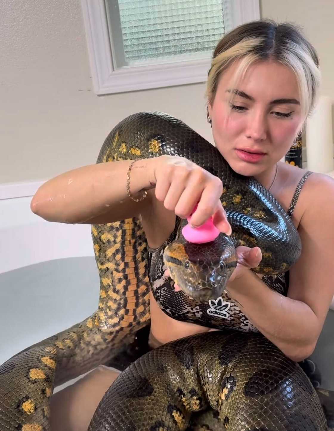 A woman bathing in a bath with a massive snake. A woman bathing in a bath with a massive snake.